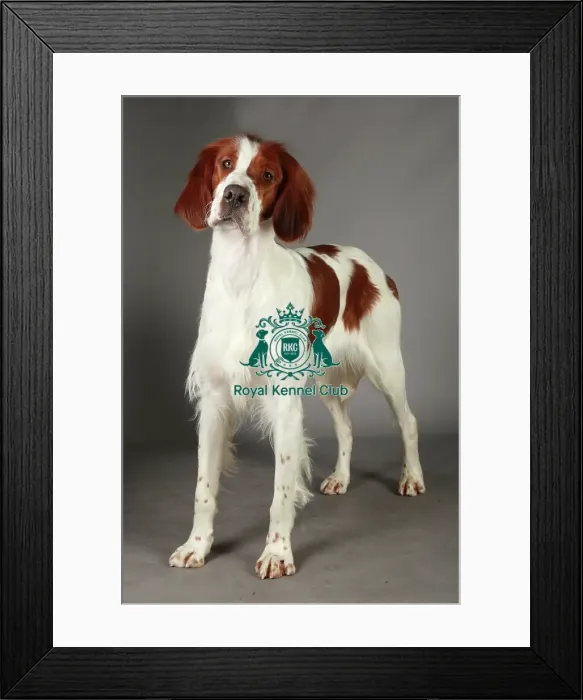 Framed Print : Crufts 2013, nick ridley, stock images, KCPL, KCPL_Stock, March 2013, Irish Red Framed Print : Crufts 2013, nick ridley, stock images, KCPL, KCPL_Stock, March 2013, Irish Red