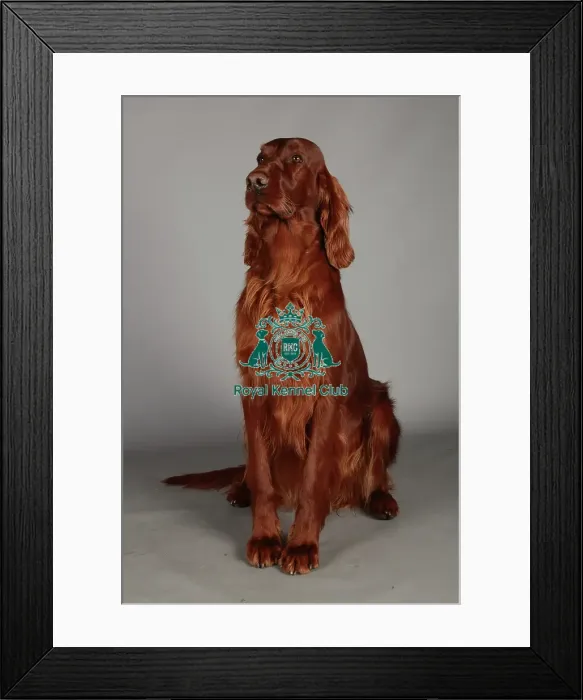 Framed Print : Crufts 2013, nick ridley, stock images, KCPL, KCPL_Stock, March 2013, Irish Setter