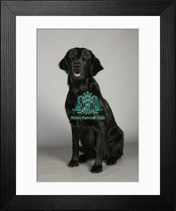 Framed Print : Crufts 2013, nick ridley, stock images, KCPL, KCPL_Stock, March 2013, Retriever