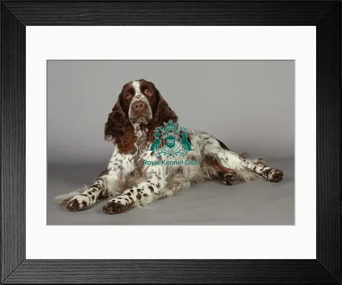 Framed Print : Crufts 2013, nick ridley, stock images, KCPL, KCPL_Stock, March 2013, Spaniel (English Framed Print : Crufts 2013, nick ridley, stock images, KCPL, KCPL_Stock, March 2013, Spaniel (English