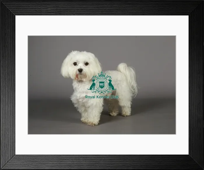 Framed Print : Crufts 2013, nick ridley, stock images, KCPL, KCPL_Stock, March 2013, Maltese
