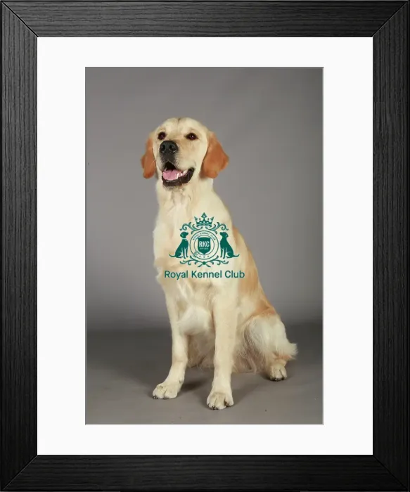 Framed Print : Crufts 2013, nick ridley, stock images, KCPL, KCPL_Stock, March 2013, Retriever (Golden)