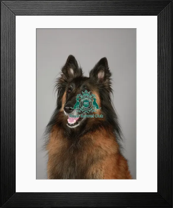 Framed Print : Crufts 2013, nick ridley, stock images, KCPL, KCPL_Stock, March 2013, Belgian Shepherd Framed Print : Crufts 2013, nick ridley, stock images, KCPL, KCPL_Stock, March 2013, Belgian Shepherd