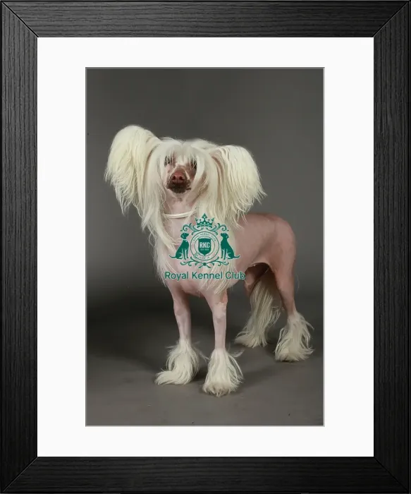 Framed Print : KCPL, KCPL_Stock, March 2013, Crufts 2013, stock images, nick ridley, chinese crested Framed Print : KCPL, KCPL_Stock, March 2013, Crufts 2013, stock images, nick ridley, chinese crested