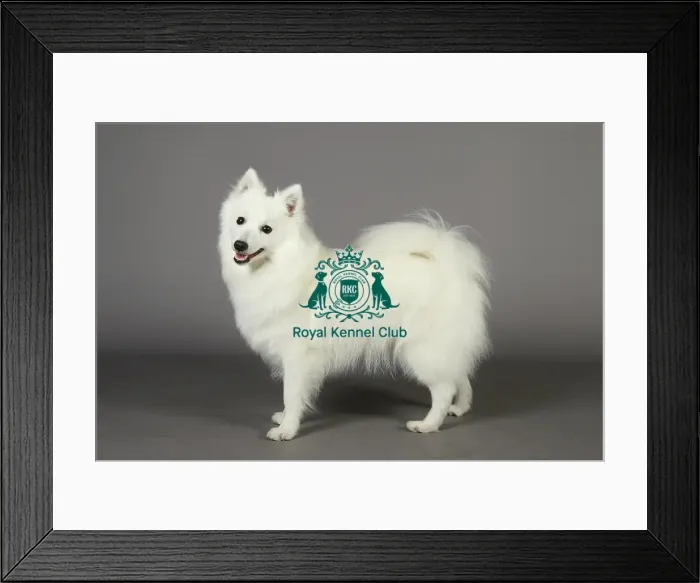 Framed Print : Crufts 2013, nick ridley, stock images, KCPL, KCPL_Stock, March 2013, japanese spitz Framed Print : Crufts 2013, nick ridley, stock images, KCPL, KCPL_Stock, March 2013, japanese spitz