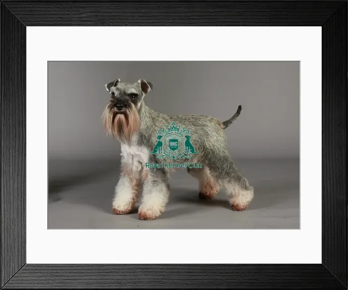Framed Print : Crufts 2013, nick ridley, stock images, KCPL, KCPL_Stock, March 2013, Miniature Schnauzer Framed Print : Crufts 2013, nick ridley, stock images, KCPL, KCPL_Stock, March 2013, Miniature Schnauzer
