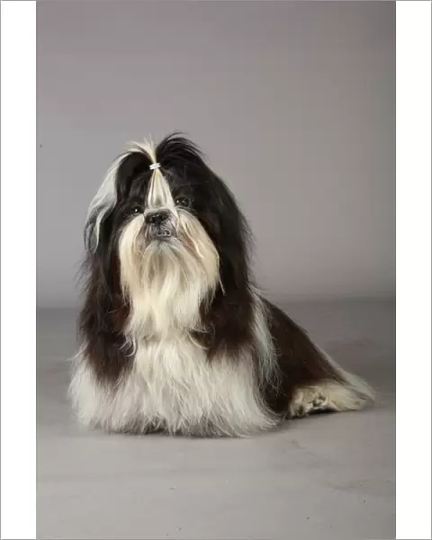 Crufts 2013, nick ridley, stock images, KCPL, KCPL_Stock, March 2013, shih tzu