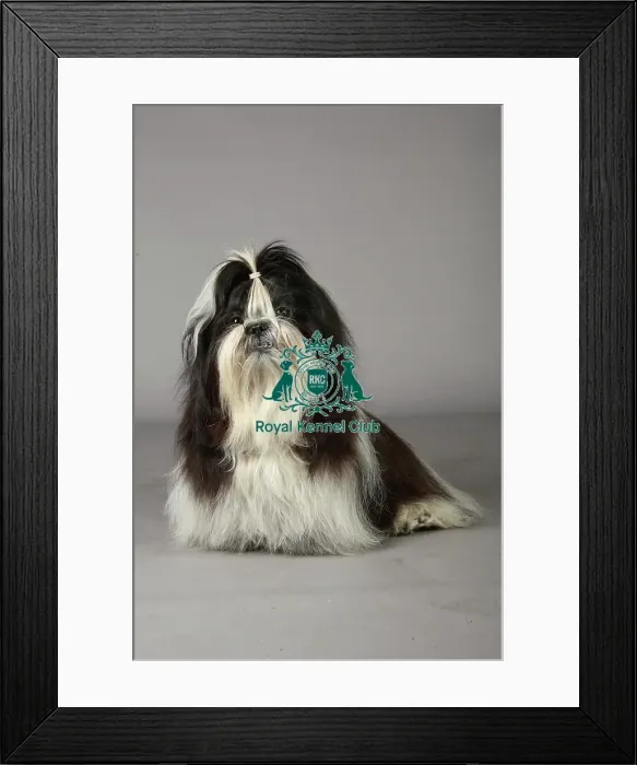 Framed Print : Crufts 2013, nick ridley, stock images, KCPL, KCPL_Stock, March 2013, shih tzu Framed Print : Crufts 2013, nick ridley, stock images, KCPL, KCPL_Stock, March 2013, shih tzu