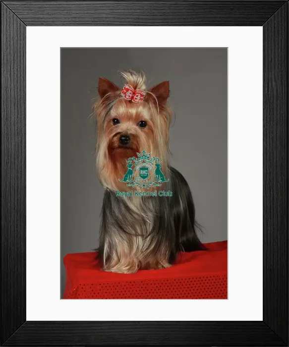 Framed Print : Crufts 2013, nick ridley, stock images, KCPL, KCPL_Stock, March 2013, Yorkshire Terrier Framed Print : Crufts 2013, nick ridley, stock images, KCPL, KCPL_Stock, March 2013, Yorkshire Terrier
