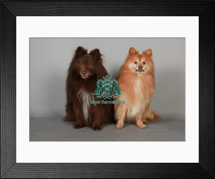 Framed Print : Crufts 2013, nick ridley, stock images, KCPL, KCPL_Stock, March 2013, german spitz Framed Print : Crufts 2013, nick ridley, stock images, KCPL, KCPL_Stock, March 2013, german spitz