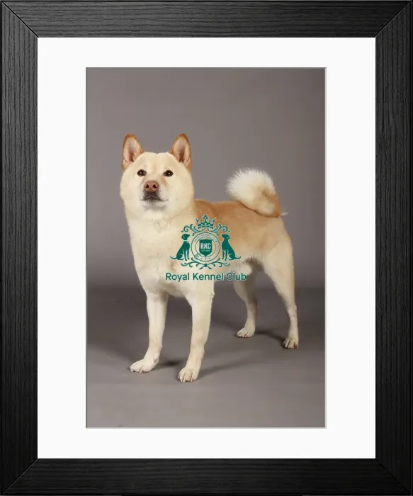 Framed Print : Crufts 2013, nick ridley, stock images, KCPL, KCPL_Stock, March 2013, japanese shiba inu