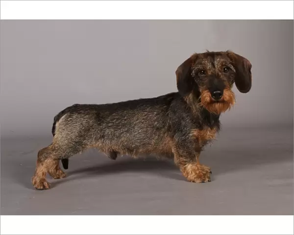 Crufts 2013, Wirehaired Dachshund, nick ridley, stock images, KCPL, March 2013, KCPL_Stock