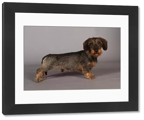 Crufts 2013, Wirehaired Dachshund, nick ridley, stock images, KCPL, March 2013, KCPL_Stock