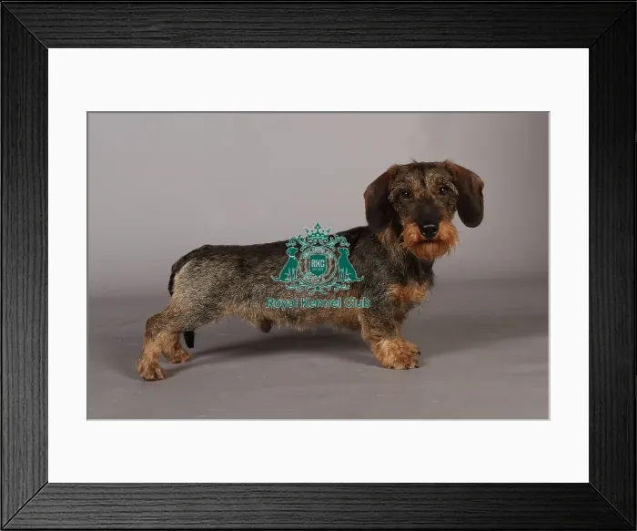 Framed Print : Crufts 2013, Wirehaired Dachshund, nick ridley, stock images, KCPL, March 2013, KCPL_Stock Framed Print : Crufts 2013, Wirehaired Dachshund, nick ridley, stock images, KCPL, March 2013, KCPL_Stock