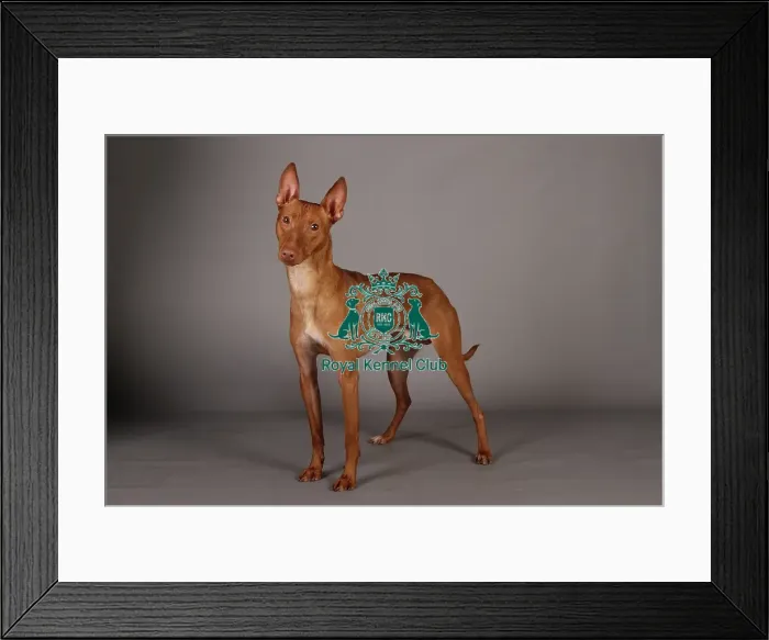 Framed Print : Crufts 2013, Sicillian Hound, nick ridley, stock images, KCPL, March 2013, KCPL_Stock Framed Print : Crufts 2013, Sicillian Hound, nick ridley, stock images, KCPL, March 2013, KCPL_Stock