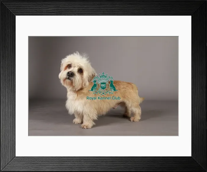 Framed Print : Crufts 2013, Dandie Dinmont Terrier, nick ridley, stock images, KCPL, March 2013 Framed Print : Crufts 2013, Dandie Dinmont Terrier, nick ridley, stock images, KCPL, March 2013