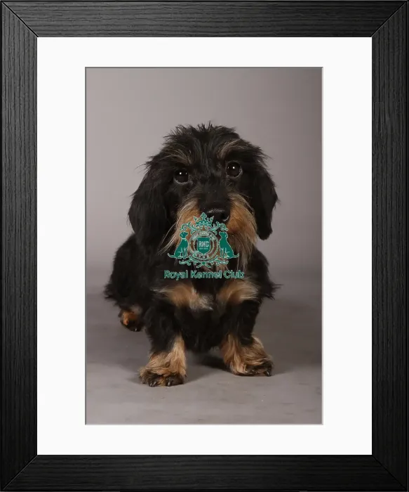 Framed Print : Crufts 2013, Wirehaired Dachshund, nick ridley, stock images, KCPL, March 2013, KCPL_Stock Framed Print : Crufts 2013, Wirehaired Dachshund, nick ridley, stock images, KCPL, March 2013, KCPL_Stock