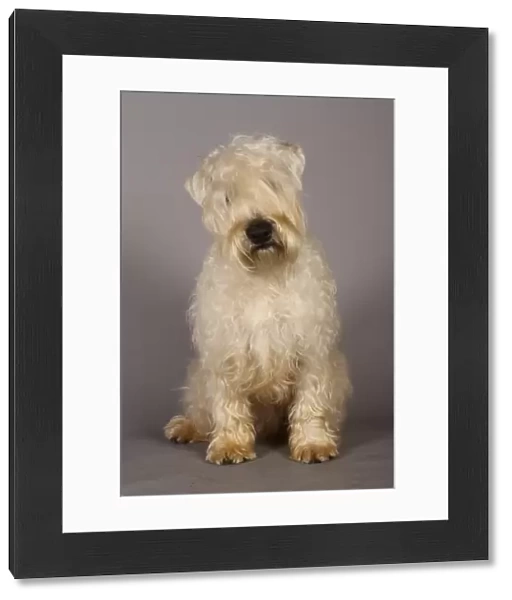 Crufts 2013, wheaten terrier, nick ridley, stock images, KCPL, March 2013, KCPL_Stock