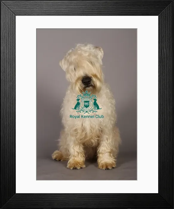 Framed Print : Crufts 2013, wheaten terrier, nick ridley, stock images, KCPL, March 2013, KCPL_Stock Framed Print : Crufts 2013, wheaten terrier, nick ridley, stock images, KCPL, March 2013, KCPL_Stock