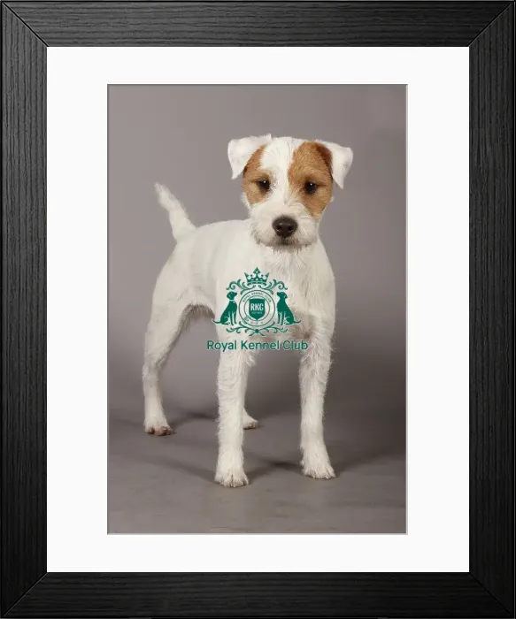 Framed Print : Crufts 2013, Parson jack russell terrier, nick ridley, stock images, KCPL, March 2013