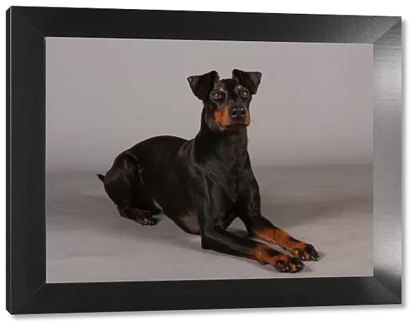Crufts 2013, Manchester Terrier, nick ridley, stock images, KCPL, March 2013, KCPL_Stock