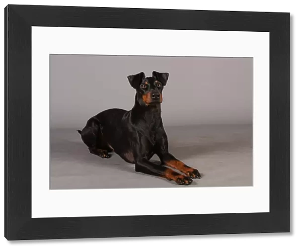 Crufts 2013, Manchester Terrier, nick ridley, stock images, KCPL, March 2013, KCPL_Stock