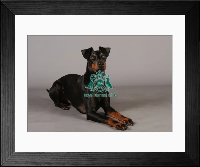Framed Print : Crufts 2013, Manchester Terrier, nick ridley, stock images, KCPL, March 2013, KCPL_Stock Framed Print : Crufts 2013, Manchester Terrier, nick ridley, stock images, KCPL, March 2013, KCPL_Stock