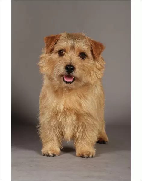 Crufts 2013, Norfolk Terrier, nick ridley, stock images, KCPL, March 2013, KCPL_Stock