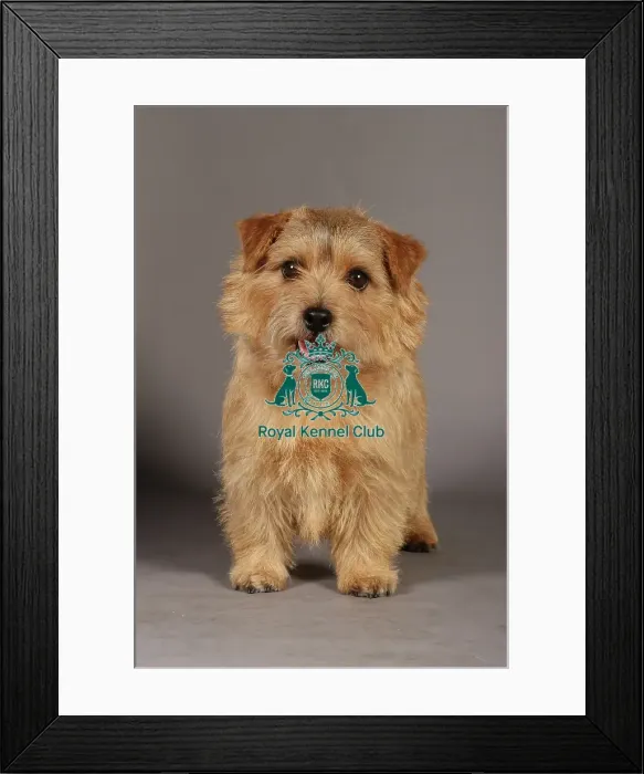 Framed Print : Crufts 2013, Norfolk Terrier, nick ridley, stock images, KCPL, March 2013, KCPL_Stock