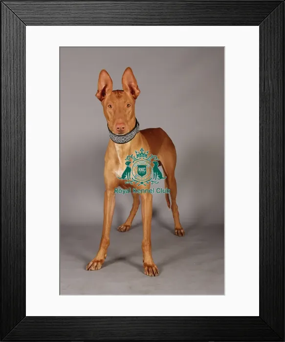 Framed Print : Crufts 2013, Pharoah Hound, nick ridley, stock images, KCPL, March 2013, KCPL_Stock