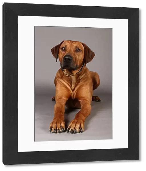 Crufts 2013, Rhodesian Ridgeback, nick ridley, stock images, KCPL, March 2013, KCPL_Stock