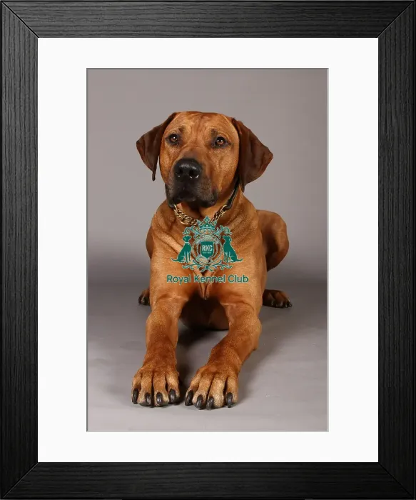 Framed Print : Crufts 2013, Rhodesian Ridgeback, nick ridley, stock images, KCPL, March 2013, KCPL_Stock