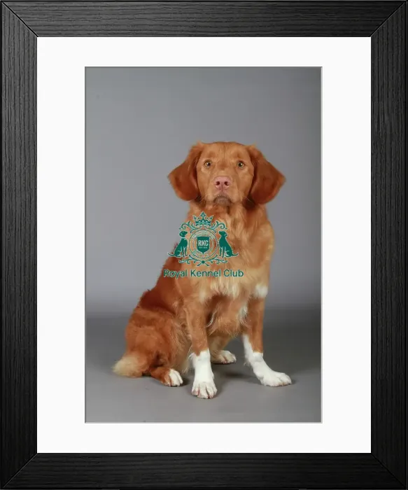 Framed Print : stock images, stock, KCPL, KCPL_Stock, commerical