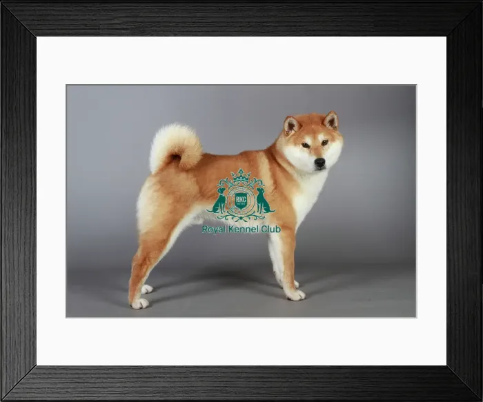 Framed Print : stock images, stock, KCPL, KCPL_Stock, commerical Framed Print : stock images, stock, KCPL, KCPL_Stock, commerical
