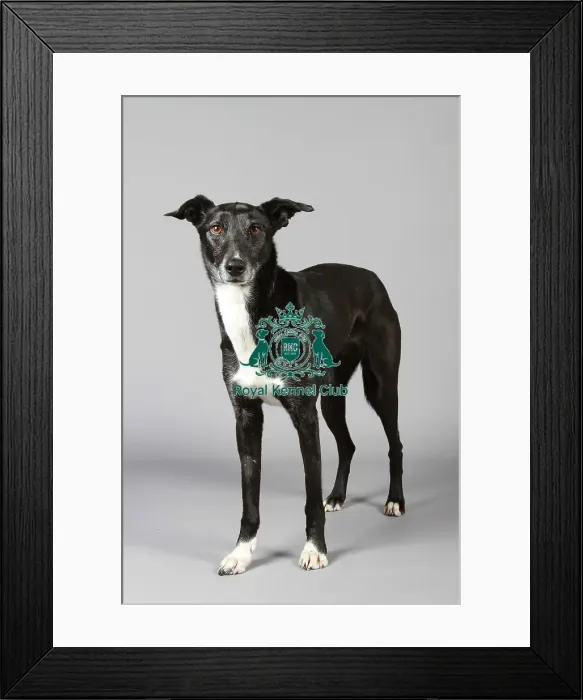 Framed Print : stock images, stock, KCPL, KCPL_Stock, commerical Framed Print : stock images, stock, KCPL, KCPL_Stock, commerical