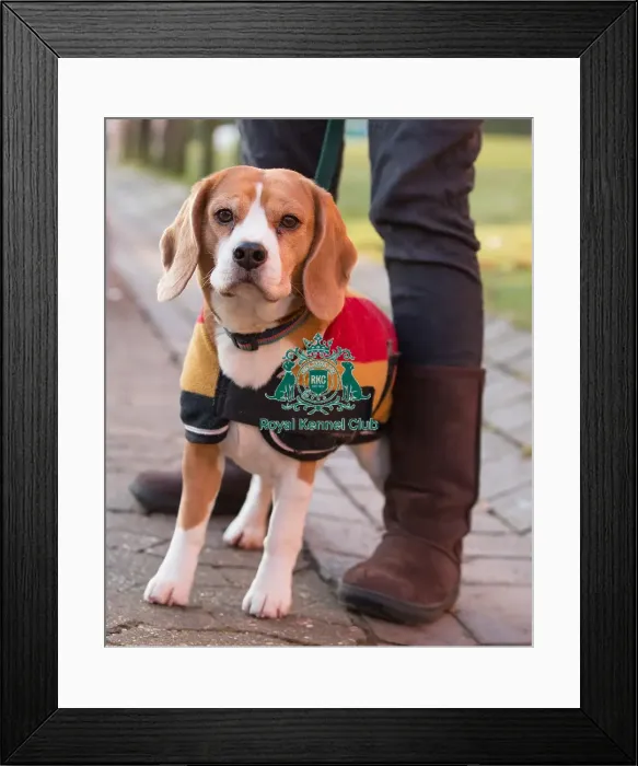 Framed Print : Arriving at the Gundog day Framed Print : Arriving at the Gundog day