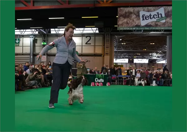 Competing in Best of Breed