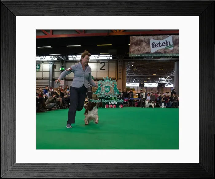 Framed Print : Competing in Best of Breed Framed Print : Competing in Best of Breed