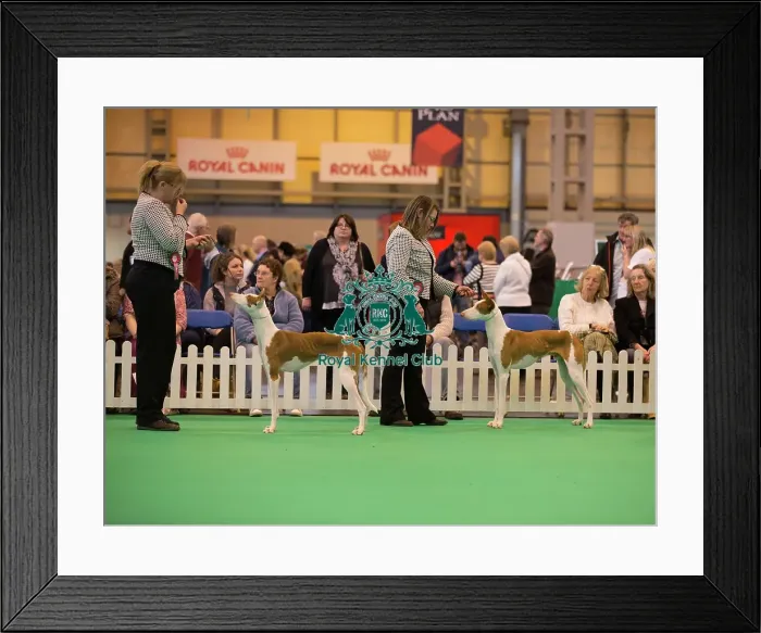 Framed Print : General Shot breed unkown Framed Print : General Shot breed unkown