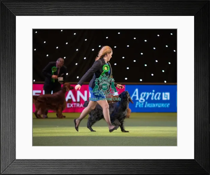 Framed Print : Winner of the Gundog section Framed Print : Winner of the Gundog section