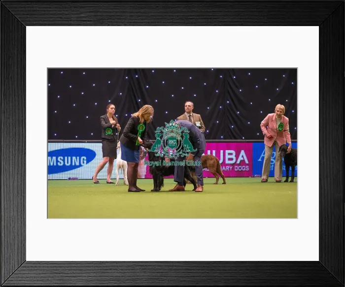 Framed Print : Winner of the Gundog section Framed Print : Winner of the Gundog section