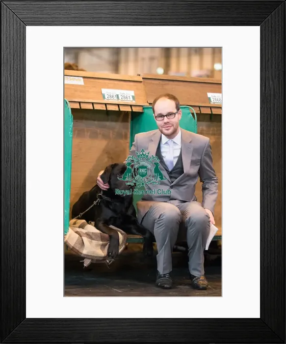Framed Print : Labrador competitior Framed Print : Labrador competitior