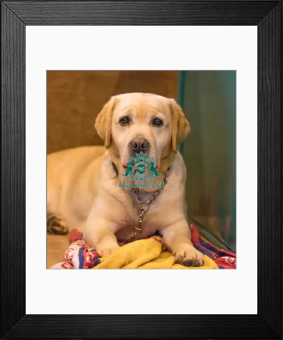 Framed Print : Labrador phot just the one : )
