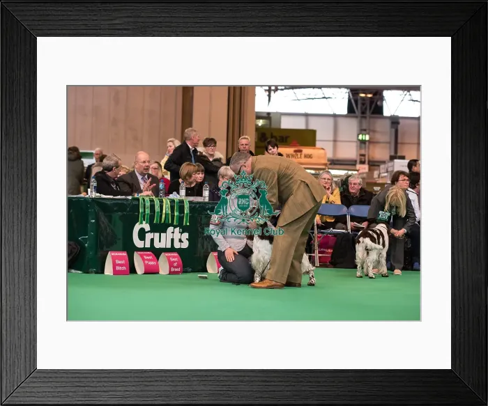 Framed Print : Juding during the gundog day Framed Print : Juding during the gundog day