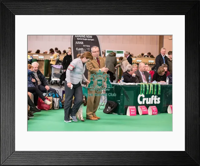 Framed Print : Judiging during Gundog Day Framed Print : Judiging during Gundog Day