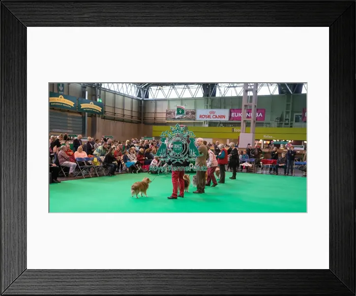 Framed Print : Judgimg ring shot Framed Print : Judgimg ring shot