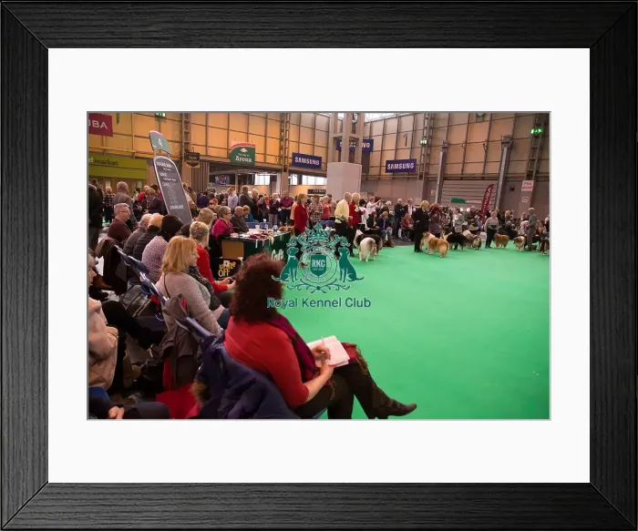 Framed Print : Judging ring shot