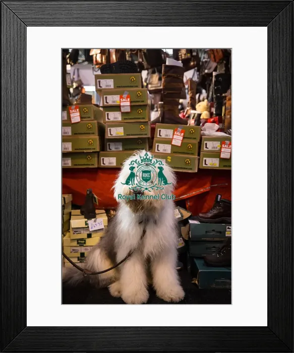 Framed Print : Old Englis Sheep dog Shopping Framed Print : Old Englis Sheep dog Shopping