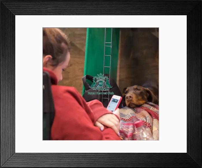 Framed Print : Dog looking at girl on mobile phone Framed Print : Dog looking at girl on mobile phone
