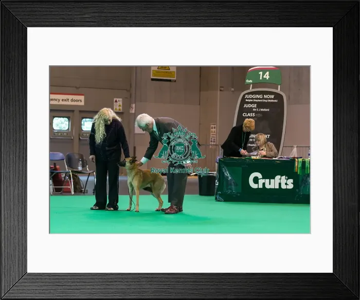 Framed Print : General judging shot Framed Print : General judging shot